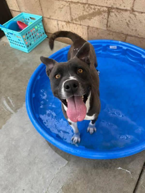 Caprese - Pit Bull Terrier