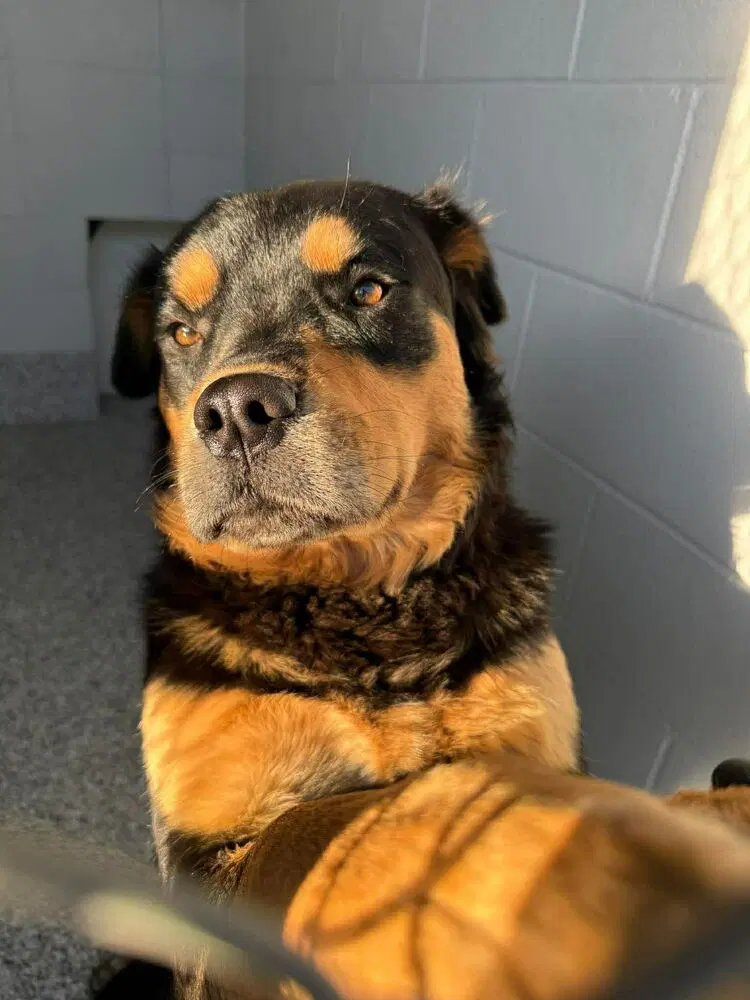Eugene - Rottweiler