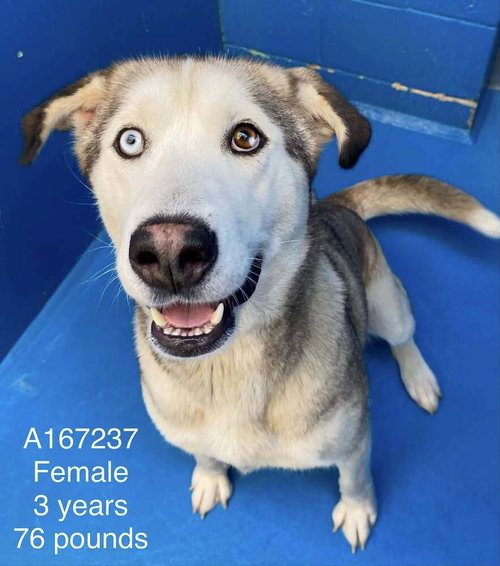 Hollandaise, an adoptable Anatolian Shepherd in Calgary, AB