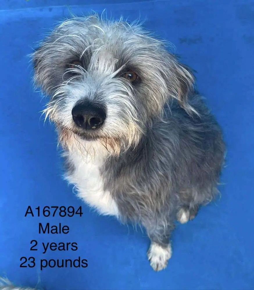 Alfredo - Terrier