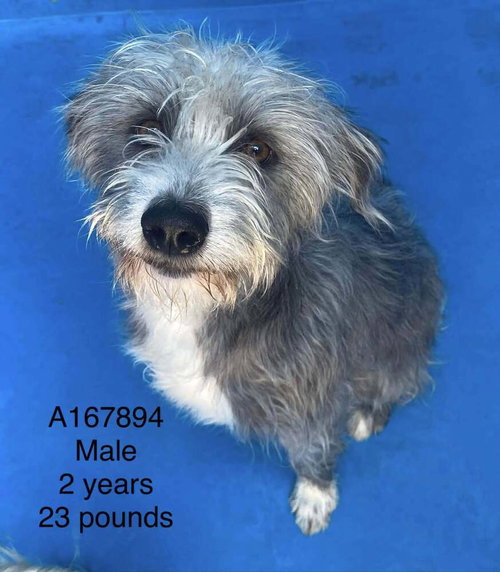 Alfredo, a dog for adoption from BARCs Rescue