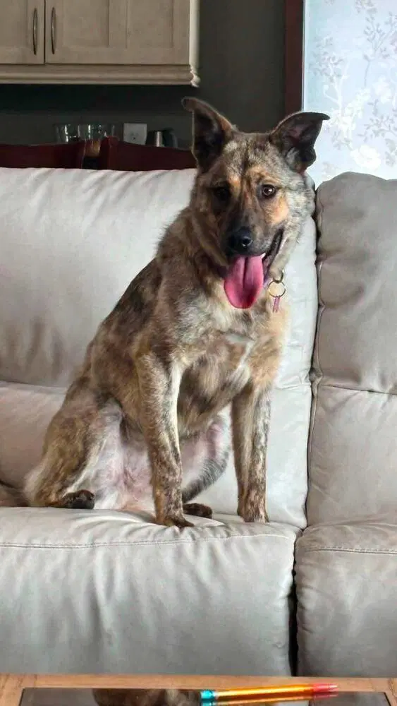 Greta - Shepherd