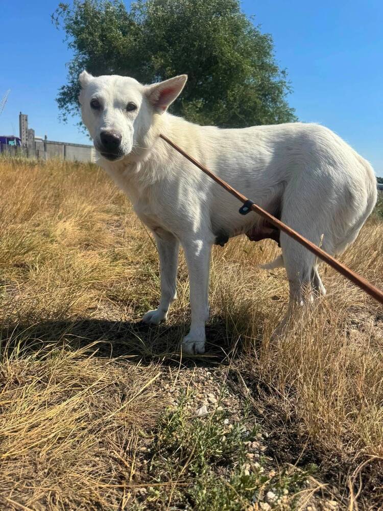 Mandy - Shepherd