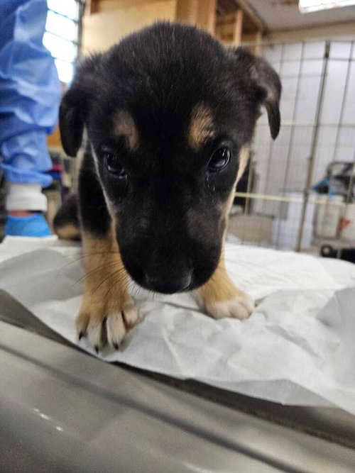 Brenda, a dog for adoption from BARCs Rescue