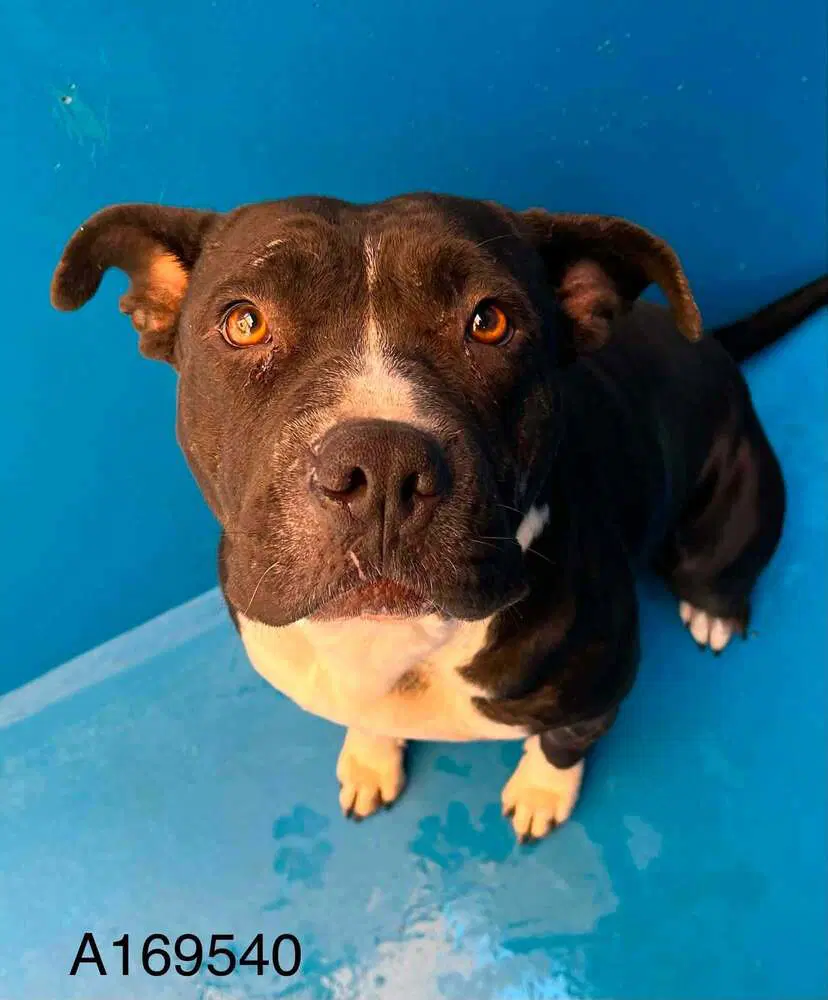 Helene Super Star - Pit Bull Terrier