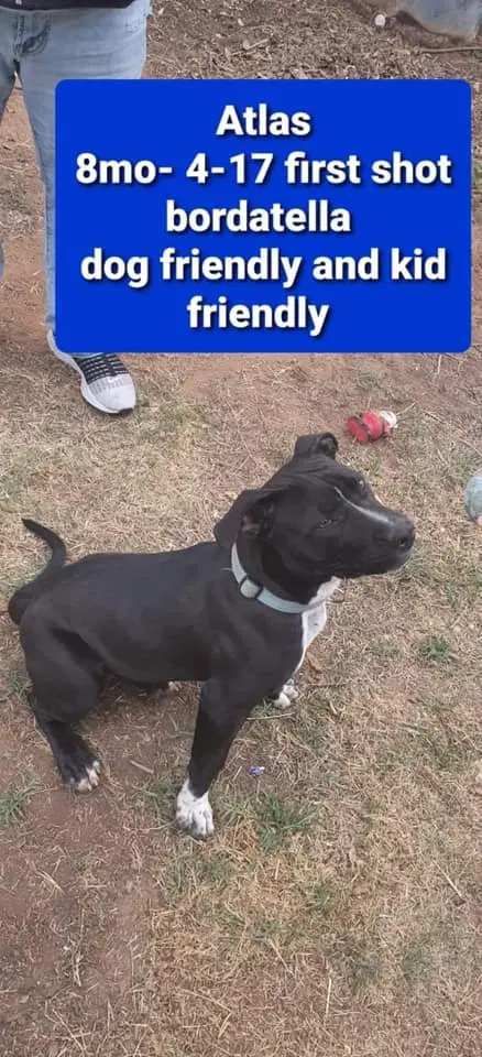 Atlas Odin - Pit Bull Terrier
