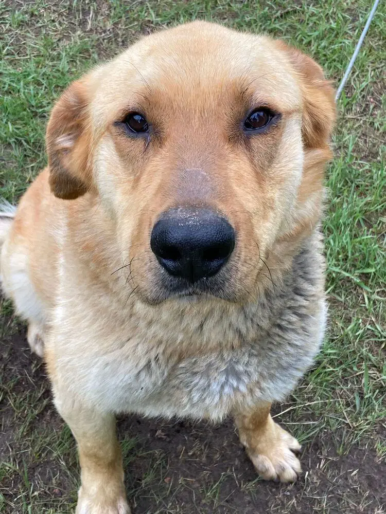 Lenny - Shepherd