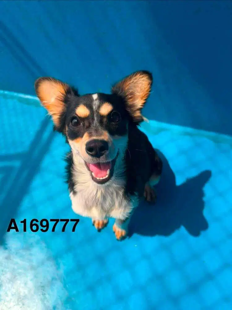 Bubbling Over - Chihuahua