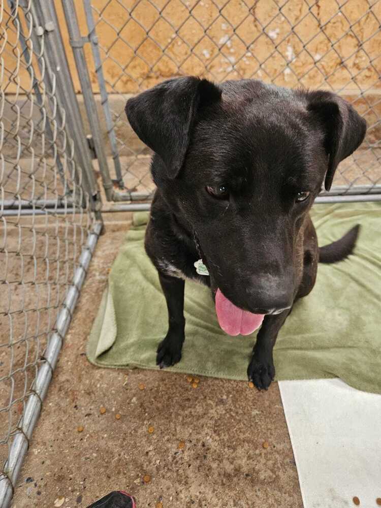 Skip - Labrador Retriever