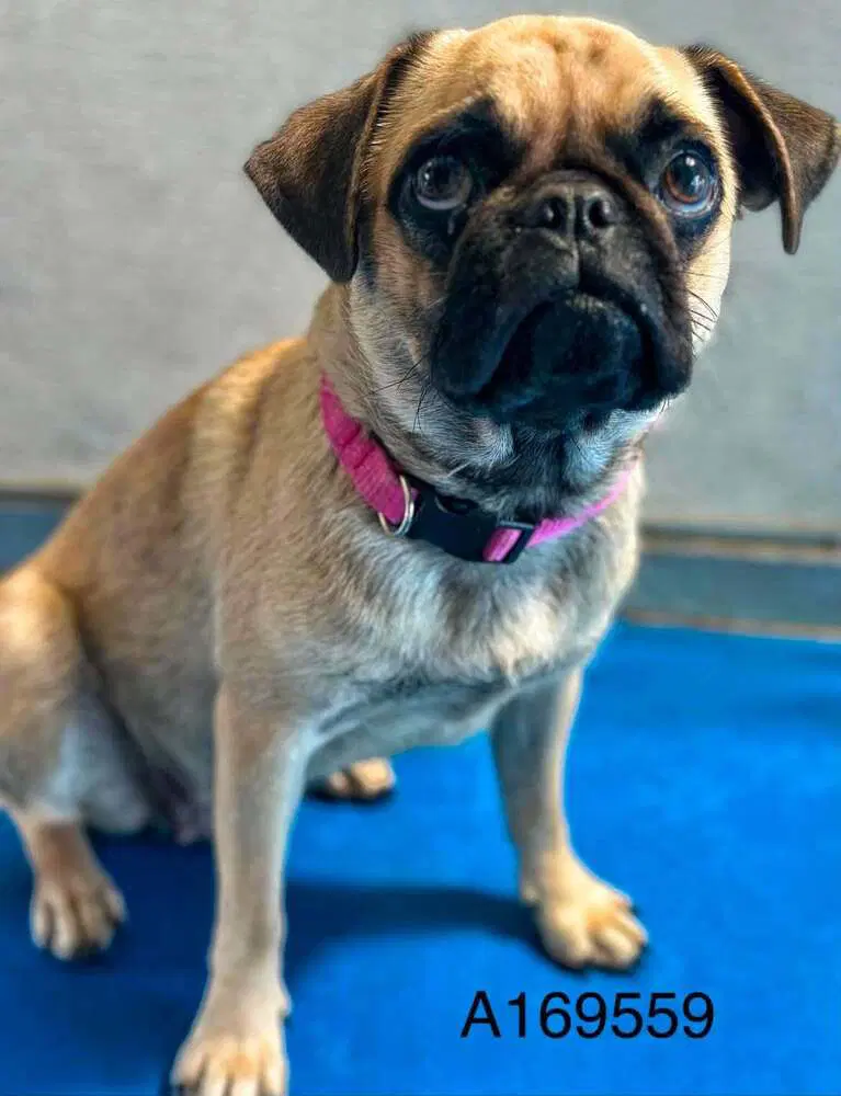 Watermelon - Pug