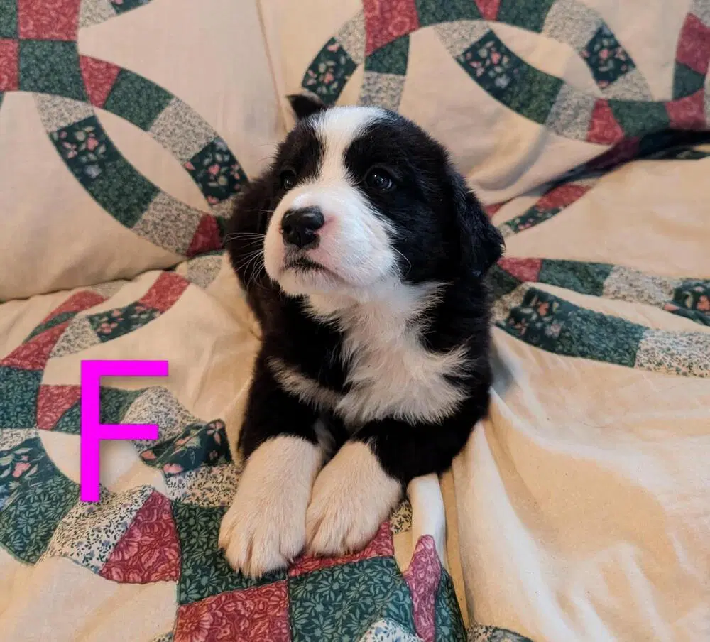 Zapata - Retriever