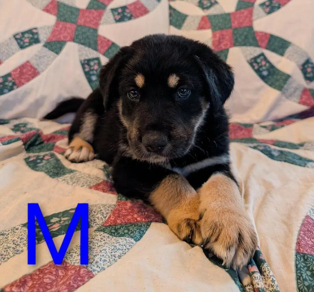 Staley - Retriever