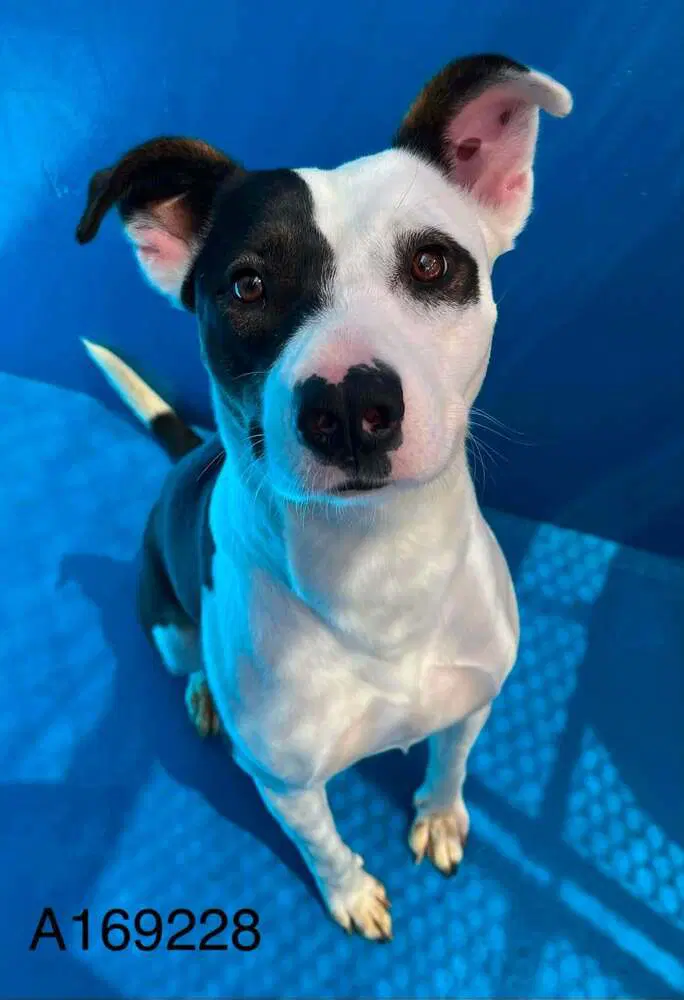 Rosette - Pit Bull Terrier