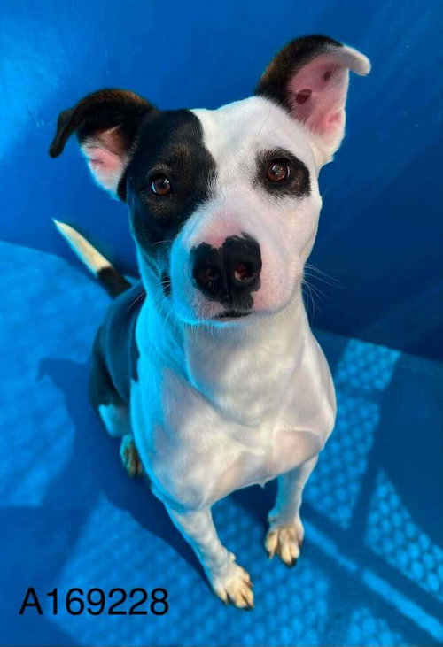 Rosette, a dog for adoption from BARCs Rescue