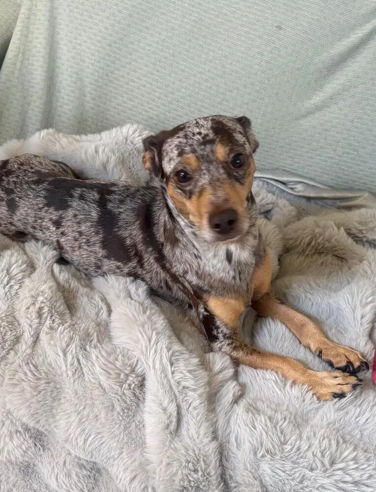 Pepsi - Dachshund
