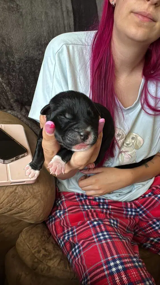Slurpee - Dachshund