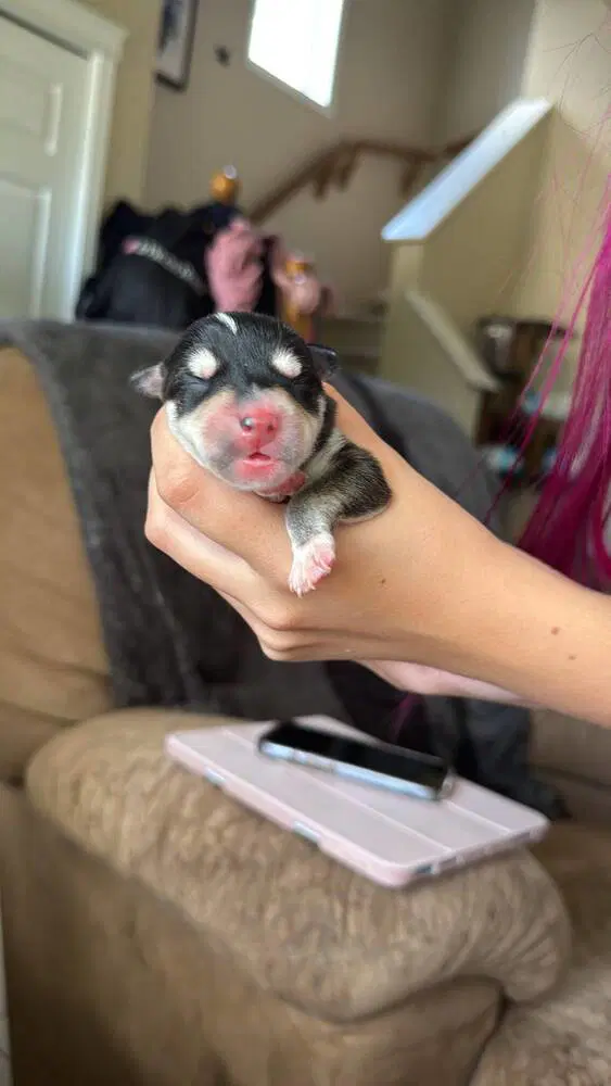 Gelato - Dachshund