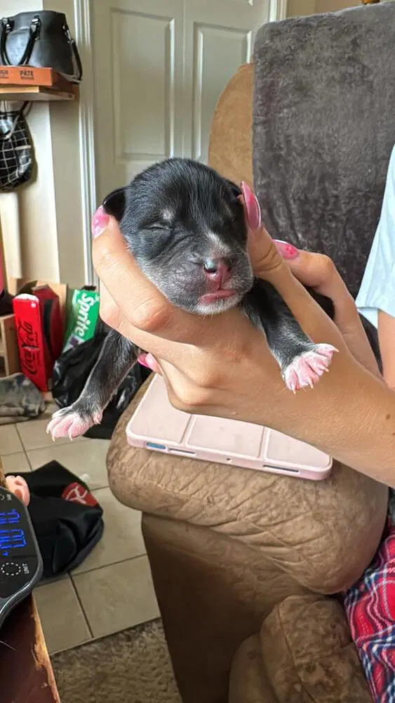 Drumstick - Dachshund