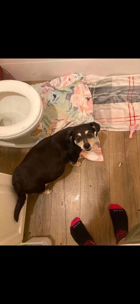 Creamsicle - Dachshund