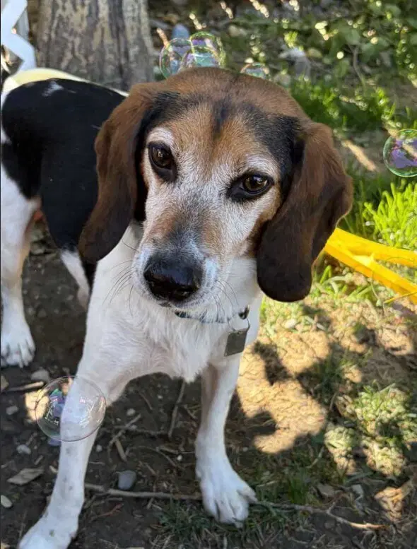 Joey - Beagle