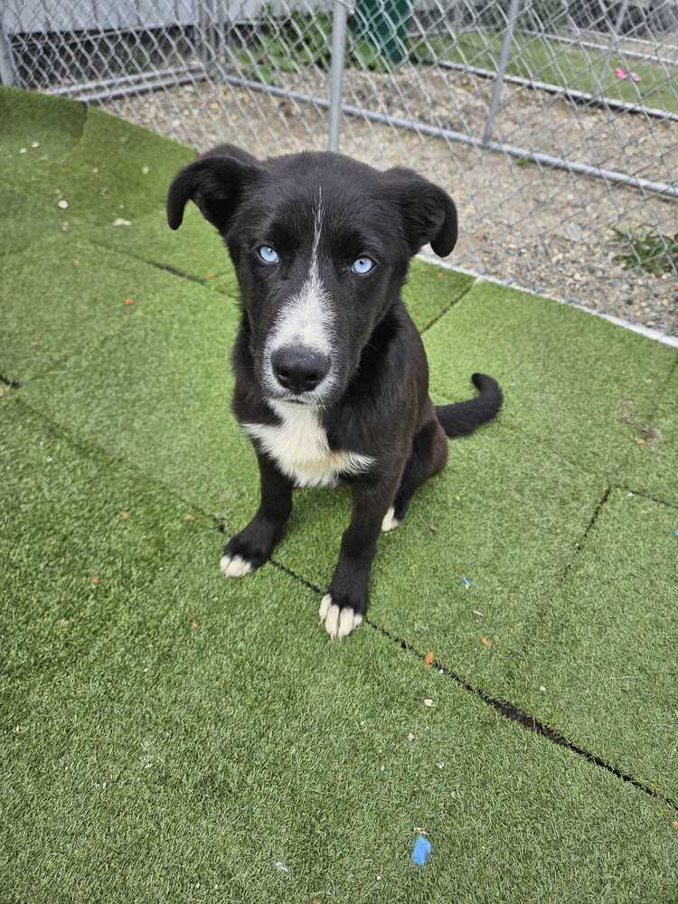 Topaz - Shepherd