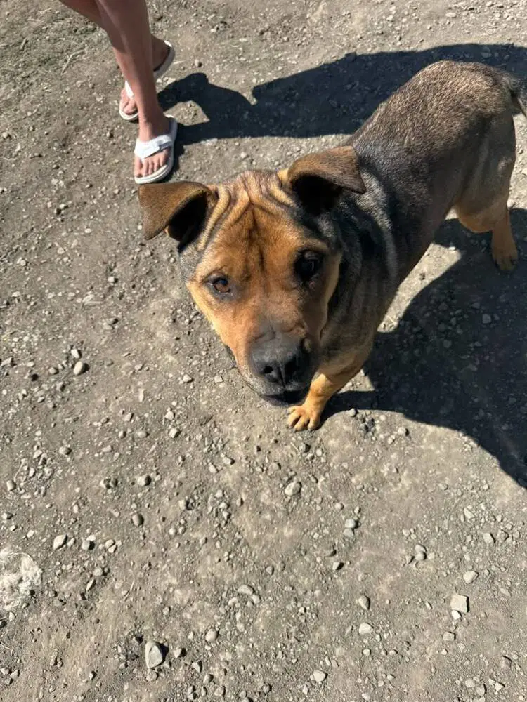 Miller Buddy image 3