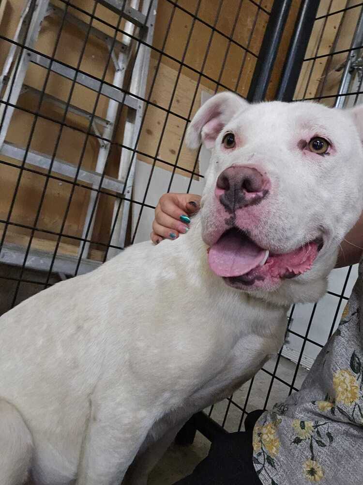 Dove - Pit Bull Terrier