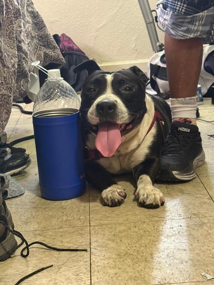 Oreo, Pit Bull Terrier