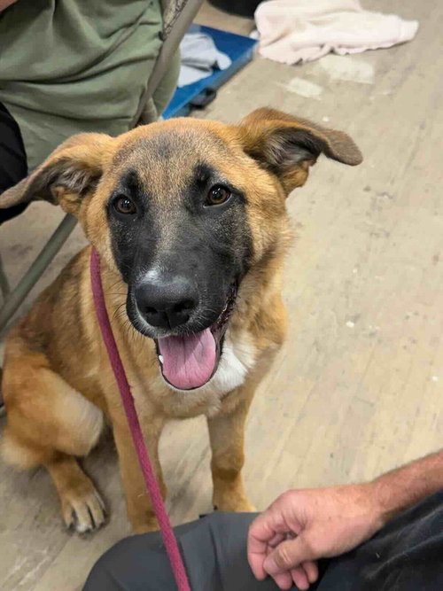 Micha, a dog for adoption from BARCs Rescue