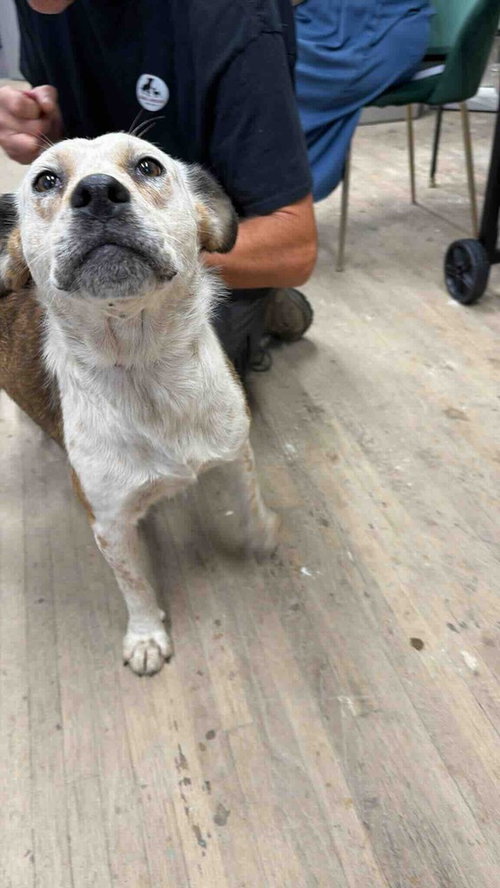 Darla, a dog for adoption from BARCs Rescue