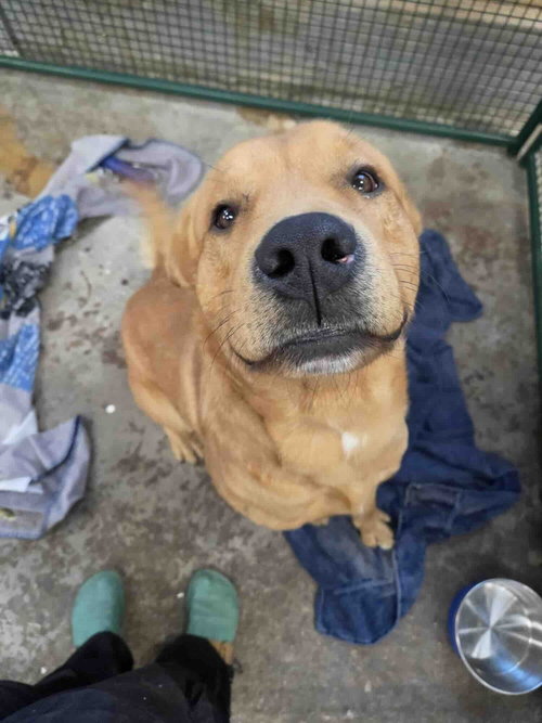 Harrison, a dog for adoption from BARCs Rescue