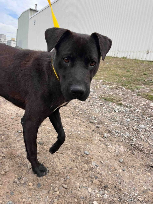 Asher, a dog for adoption from BARCs Rescue