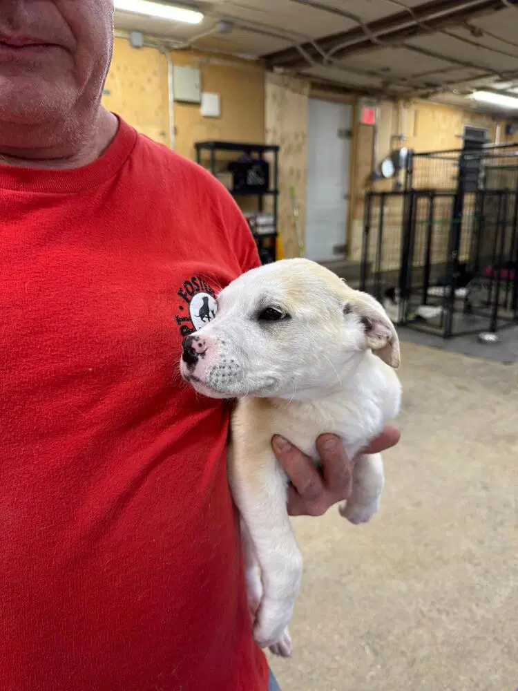 Cufflink - Pit Bull Terrier