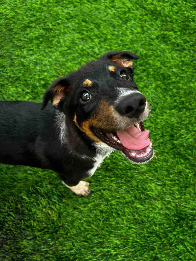 Kent - Australian Cattle Dog/Blue Heeler