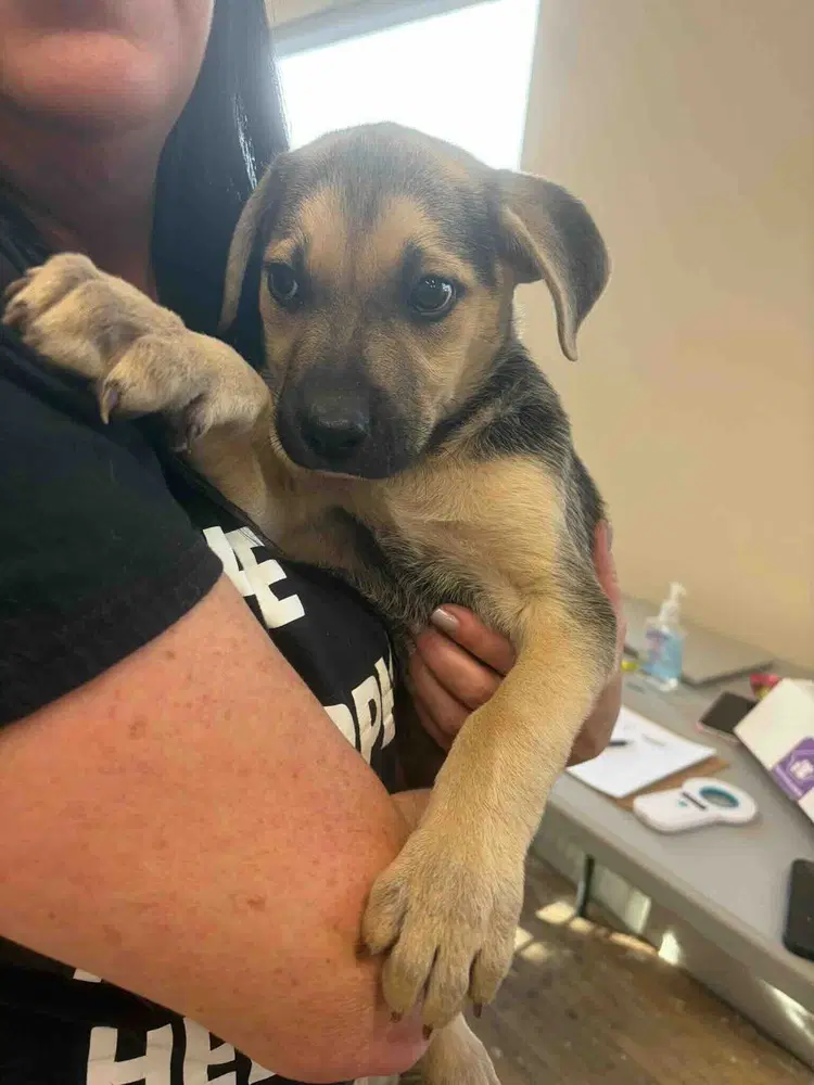 Tula - Shepherd