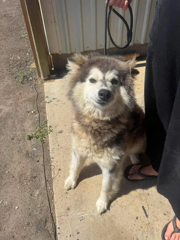 Maeve - Husky