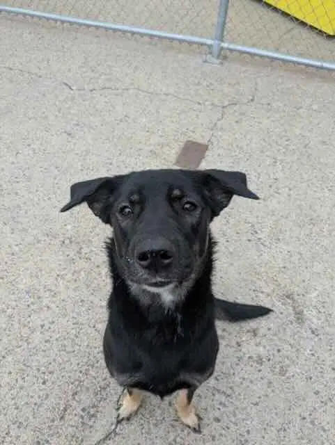 Pistachio - Shepherd
