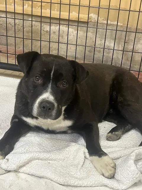 Hobbes - Pit Bull Terrier