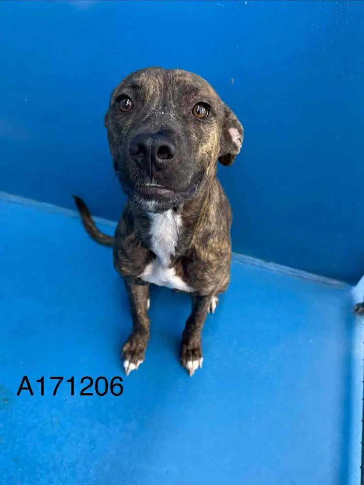 Parson - Pit Bull Terrier