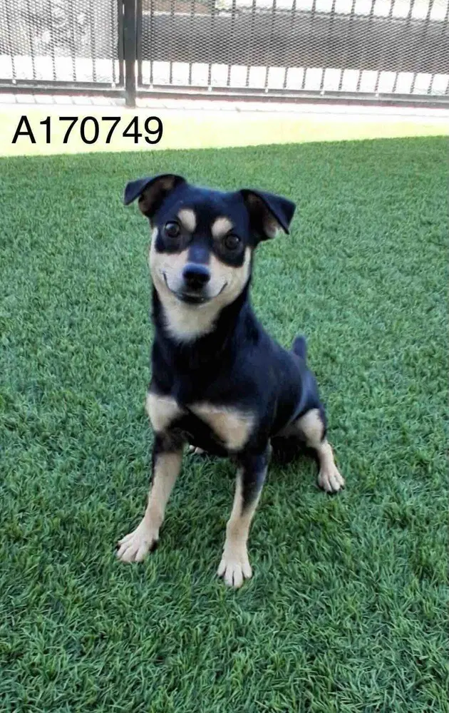 Vulcan - Chihuahua