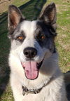 Spot - Photo 4