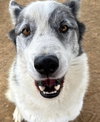 Spot - Photo 1
