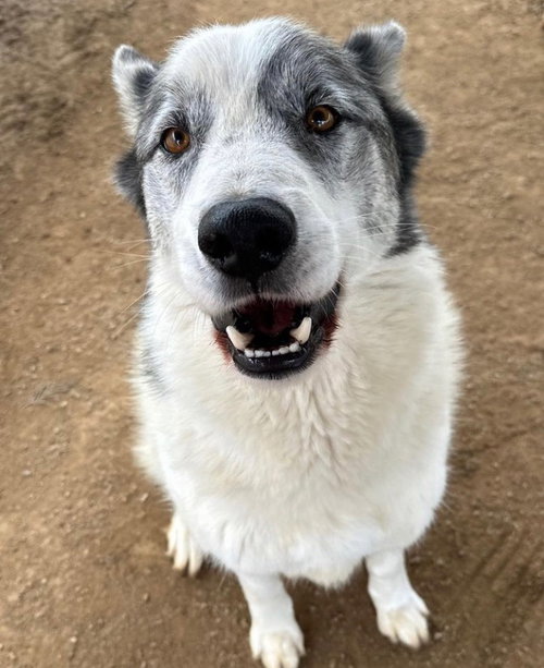 SPOT - Australian Cattle Dog/Blue Heeler available for adoption