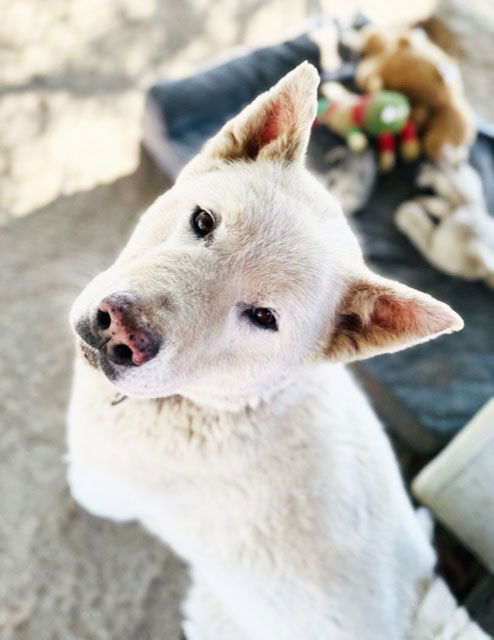 picture of the dog needing adoption