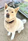 Luna - Photo 2