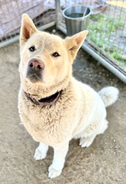 LUNA - Akita available for adoption