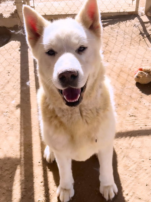 Luna, an adoptable Akita in Romoland, CA