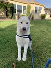 Luna - Photo 8