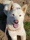 Luna - Photo 6