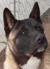 Yoshi - Photo 1